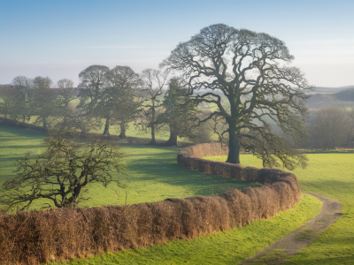 how to spot and record ancient hedgerow trees on a family-friendly loop in Herefordshire