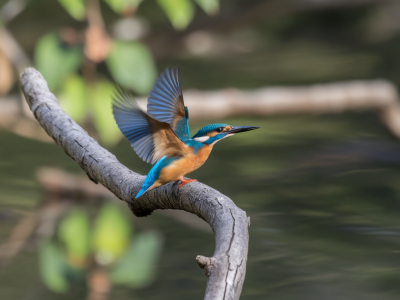 How to sneak a handheld kingfisher shot from public footpaths: precise hide alternatives, lens choices and tide timings