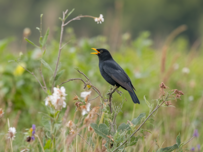 what the seasonal calls of common farmland birds reveal about breeding and migration