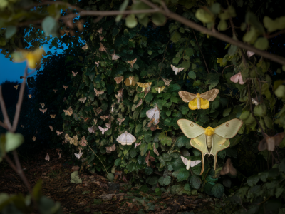 How to run a village hedgerow moth night and submit identifications using iRecord without specialist kit
