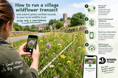How to run a village wildflower transect and submit photo-verified records to your local wildlife trust using only a smartphone