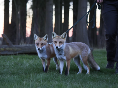 How to plan a dusk foxwatch walk that keeps pups safe and gets ethical photos